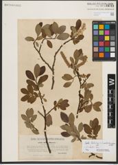 Foto von Salix helvetica Vill. x Salix waldsteiniana Willd.